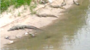 Vídeo: ‘Família de jacarés’ é vista durante banho de sol em igarapé em Manaus