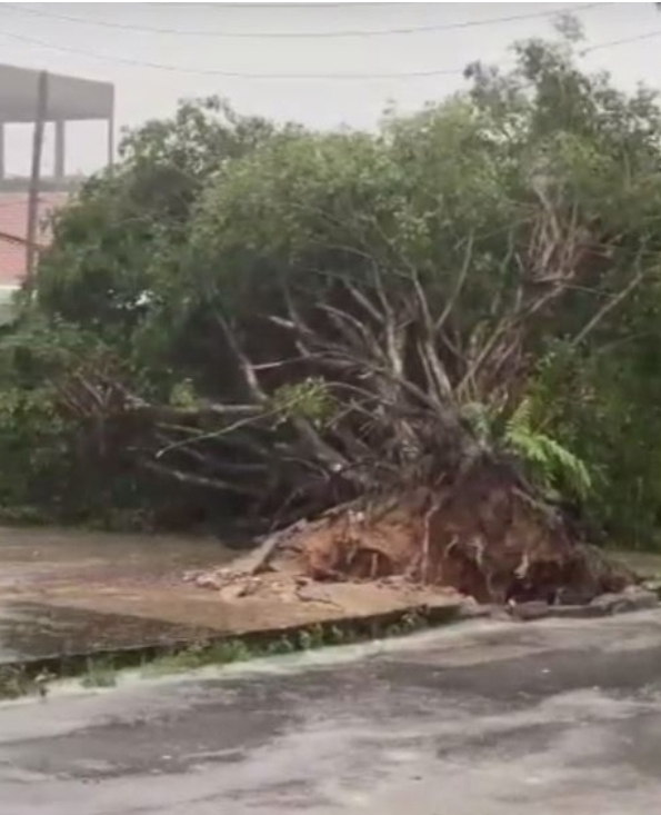 Você está visualizando atualmente Uma árvore foi arrancada pela raiz na rua Jaborá, no bairro Novo Aleixo, Zona Norte de Manaus