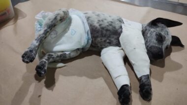 “Metido a macho” espanc4 a própria esposa e ainda quebr4 as patas do cachorrinho por não aceitar fim de relacionamento