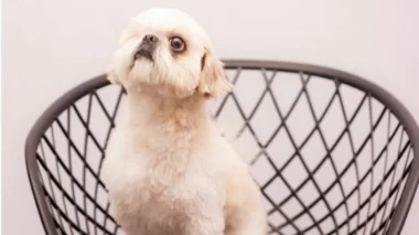 OAB-MG nomeia cachorro como diretor de comissão especial