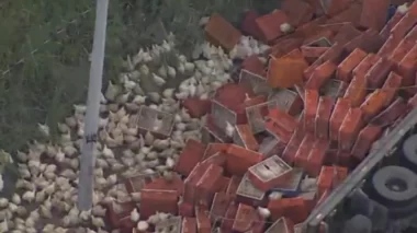 Caminhão com galinhas tomba; carga vira almoço de moradores
