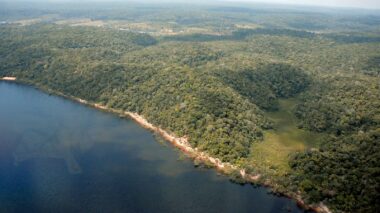 Desmatamento no Amazonas tem queda de 55% no primeiro semestre de 2023