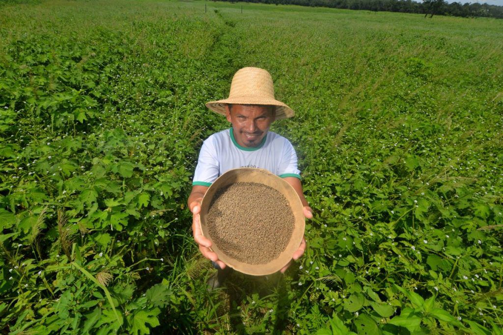 Você está visualizando atualmente Governo do Amazonas investe R$ 1,8 milhão no desenvolvimento de produção de sementes de malva