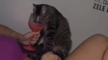 Governo demite servidora do AM que filmou amiga dando vodca a gato