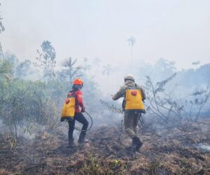 Leia mais sobre o artigo Aceiro 2023: Operação já combateu 2.074 incêndios no interior do estado