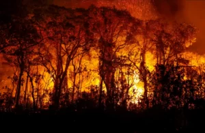 Leia mais sobre o artigo Pantanal tem recorde histórico de incêndios em novembro