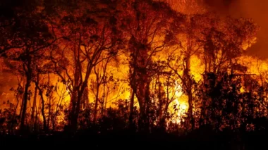 Pantanal tem recorde histórico de incêndios em novembro