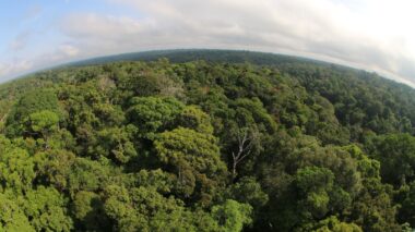 Desmatamento no Amazonas tem maior queda do ano em novembro, aponta Imazon