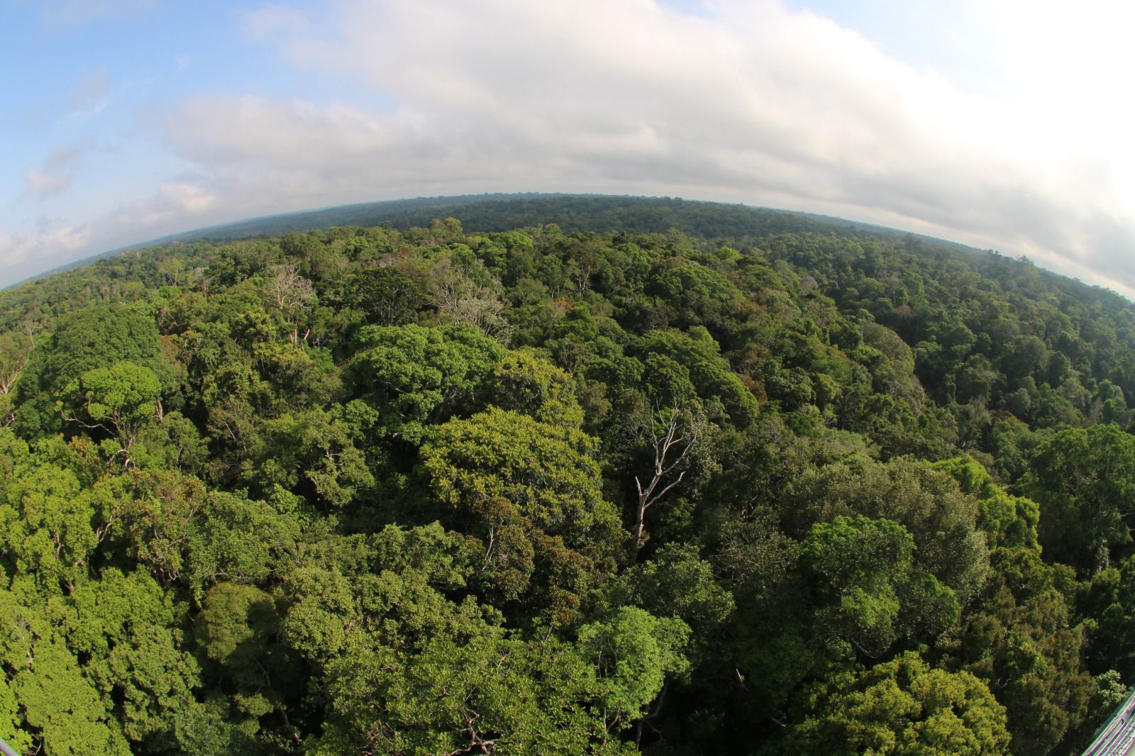 Você está visualizando atualmente Desmatamento no Amazonas tem maior queda do ano em novembro, aponta Imazon
