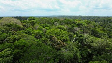 Amazonas reduz em 77% exploração ilegal de madeira e aumenta manejo madeireiro em 91%
