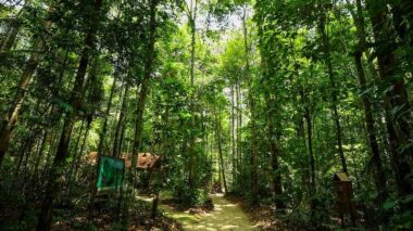Em 2023, Governo do Amazonas captou mais de R$ 76 milhões para investir na gestão ambiental
