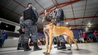 Cães de faro para narcóticos auxiliaram na apreensão de mais de meia tonelada de drogas em quatro meses
