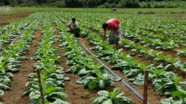 Inscrições de agricultores familiares no programa Garantia Safra 2023/2024 vão até 19 de junho