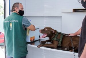 Leia mais sobre o artigo Serviço de castração de cães e gatos da prefeitura abre novos agendamentos na segunda-feira, 3/3