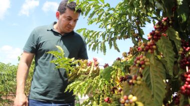 Investimentos de Delegado Péricles na produção de café no Distrito de Realidade são reconhecidos por agricultores de Humaitá