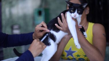 Campanha antirrábica animal da Prefeitura de Manaus prossegue com vacinação em 46 pontos fixos