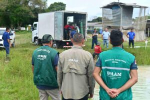 Leia mais sobre o artigo Ipaam, BPAmb e Ufam resgatam 74 animais, entre tartarugas e peixes, mantidos de forma ilegal em casa no Parque Dez