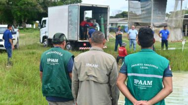Ipaam, BPAmb e Ufam resgatam 74 animais, entre tartarugas e peixes, mantidos de forma ilegal em casa no Parque Dez