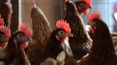 Brasil confirma 1º foco de gripe aviária em granja comercial