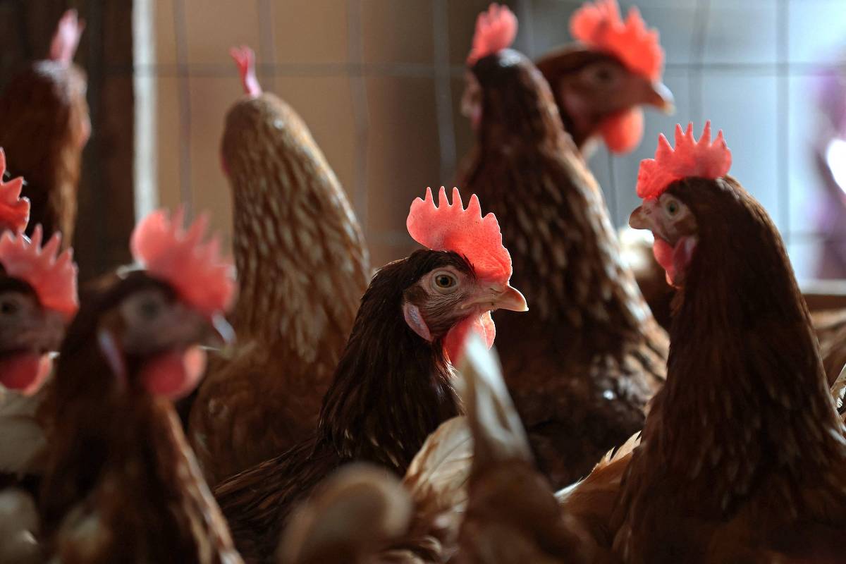 No momento, você está visualizando Brasil confirma 1º foco de gripe aviária em granja comercial