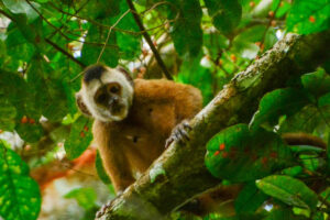 Leia mais sobre o artigo Macaca atropelada vira referência genômica de projeto brasileiro