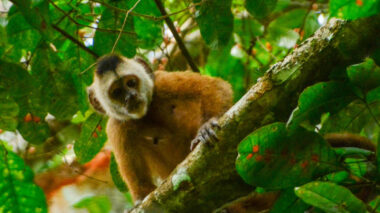 Macaca atropelada vira referência genômica de projeto brasileiro