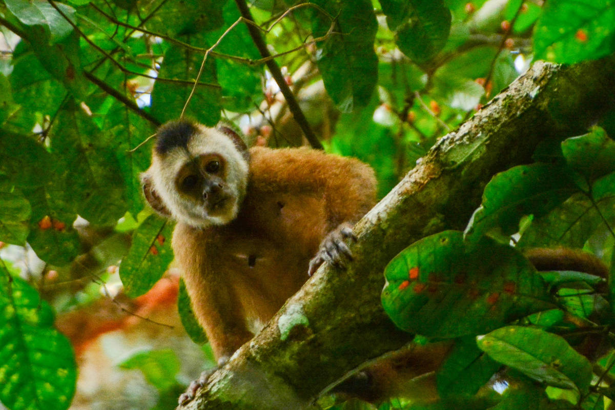 No momento, você está visualizando Macaca atropelada vira referência genômica de projeto brasileiro