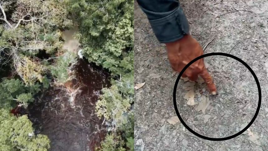 No momento, você está visualizando Cachoeira em Presidente Figueiredo é interditada após rastros de onça-pintada com filhote