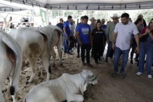 Leia mais sobre o artigo Governador Wilson Lima apresenta comitiva que representará o Amazonas em evento que oficializa estado livre da febre aftosa sem vacinação