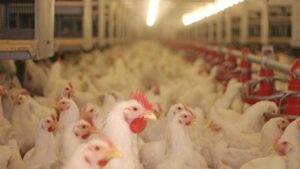 Leia mais sobre o artigo Nove destinos já suspenderam importação de frango brasileiro após caso de gripe aviária