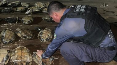Base Arpão 2: PMAM apreende mais de 250 quelônios, além de pescado e carne de caça ilegais