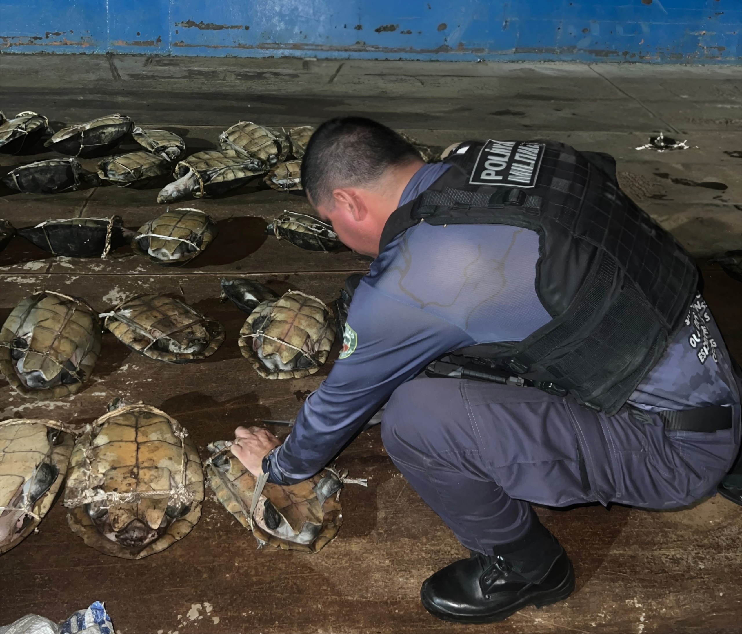 No momento, você está visualizando Base Arpão 2: PMAM apreende mais de 250 quelônios, além de pescado e carne de caça ilegais