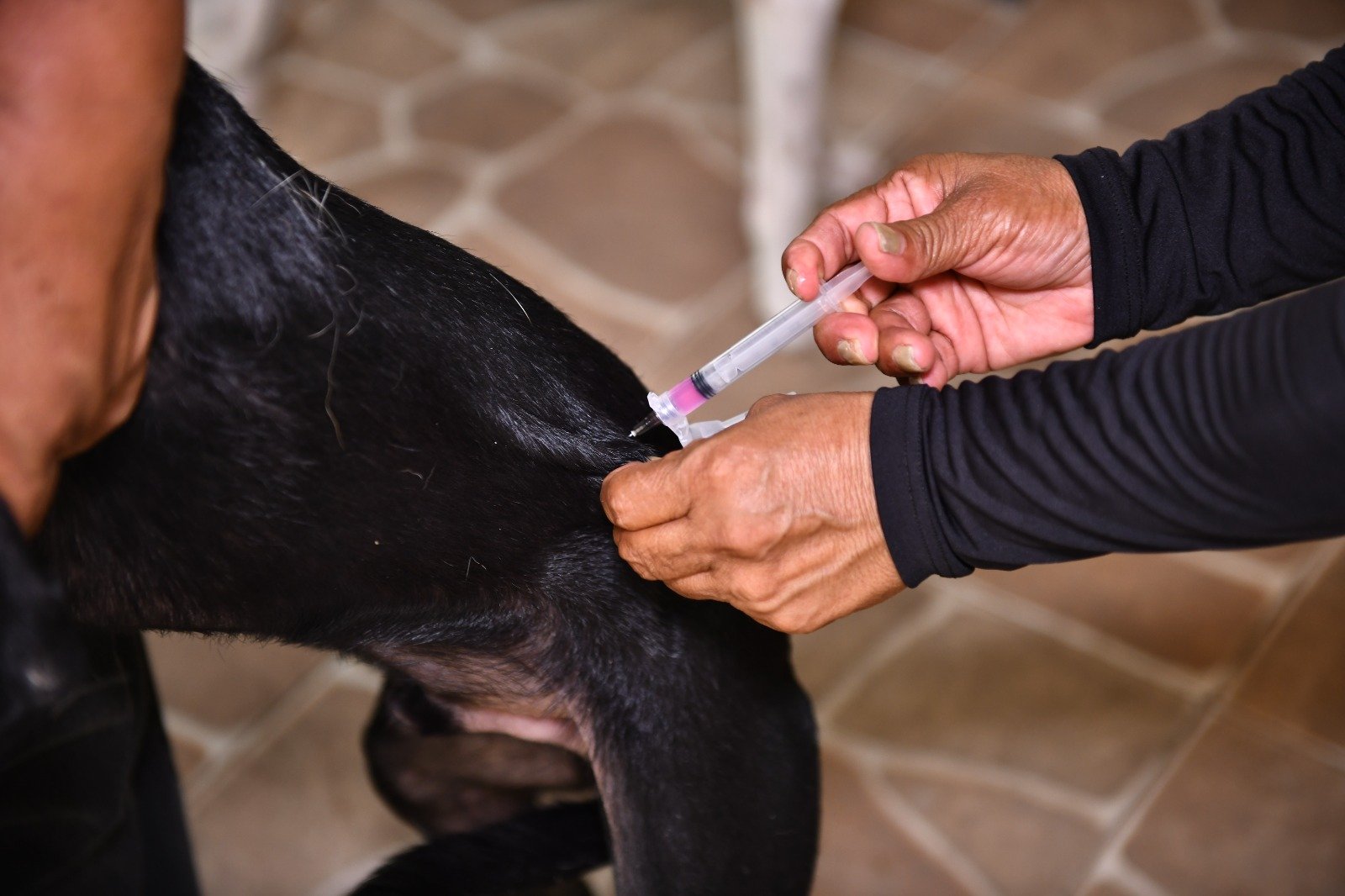 No momento, você está visualizando Campanha de vacinação antirrábica 2026 da prefeitura já atendeu 140 mil animais em Manaus e segue até 30 de novembro